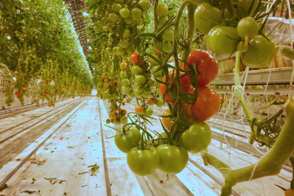 Fridheimar tomato farm in south Iceland Organic food in Iceland