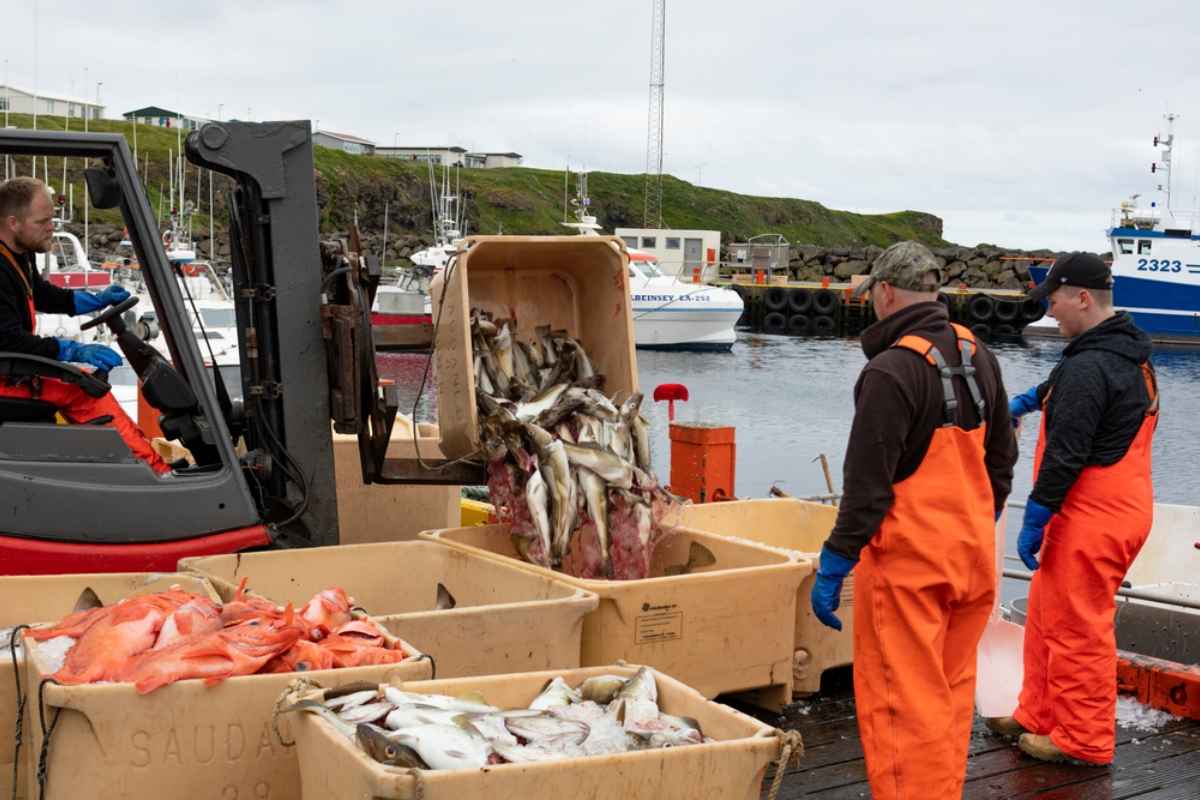 Fishermen unloading the day's catch at a bustling harbo Fishermen in orange gear unloading freshly caught fish from a forklift at a harbor in Iceland