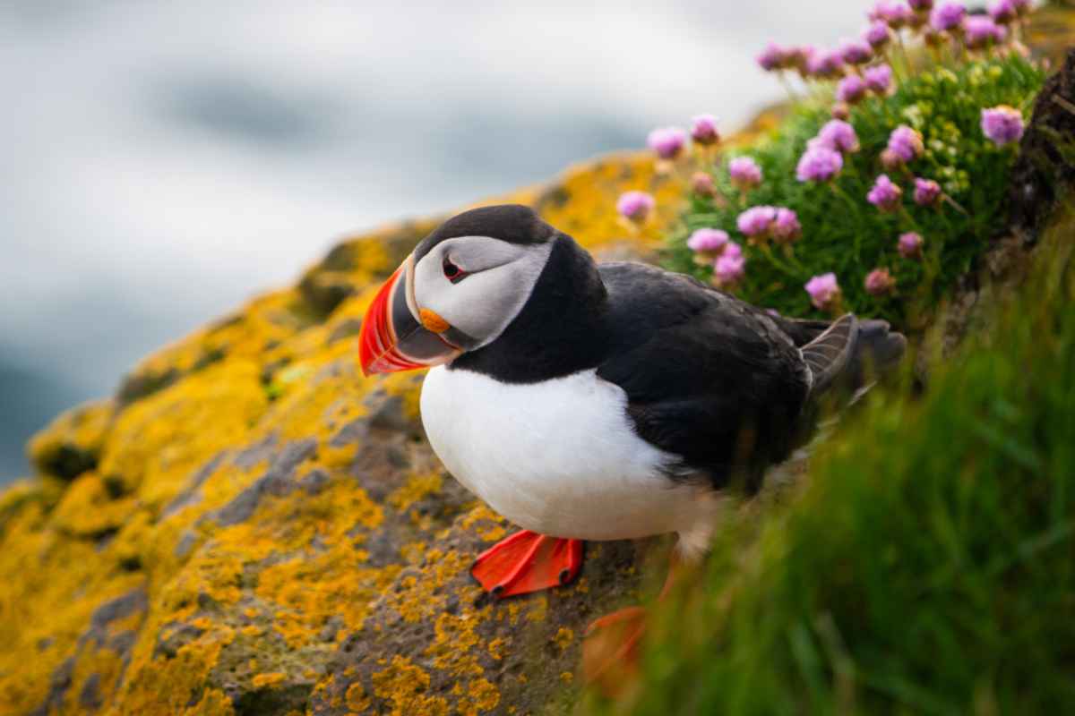 Puffins in Iceland: Viking Birds With a Sense of Fashion
