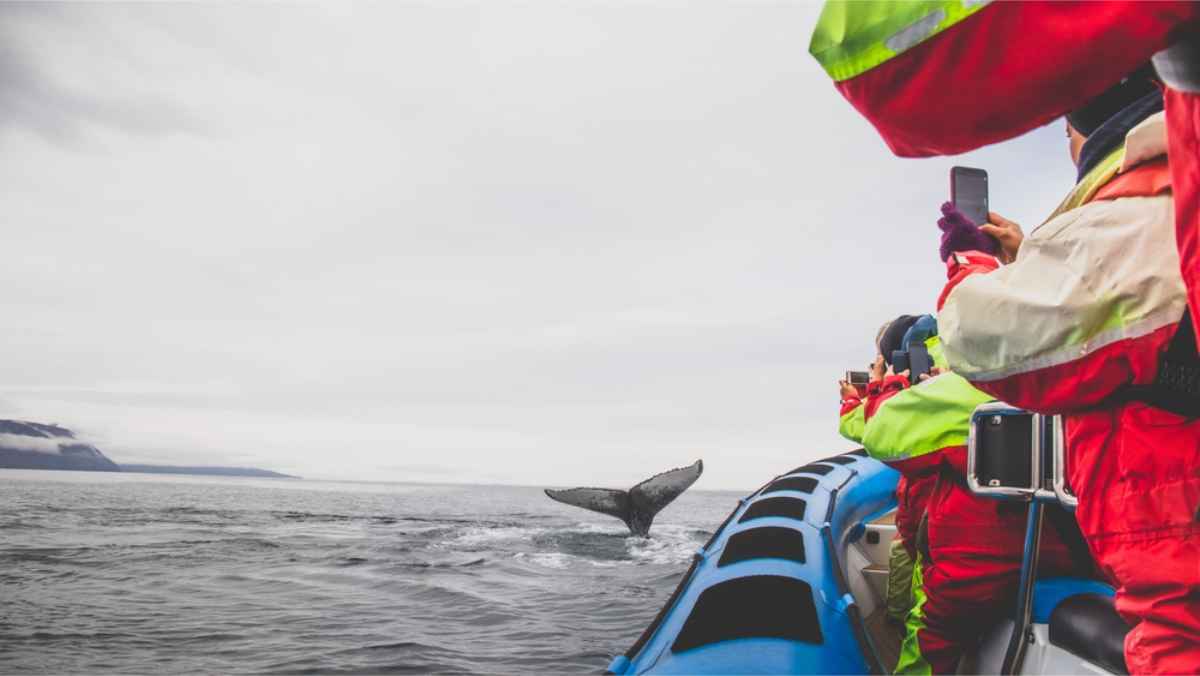 Whale Watching in Iceland - Where to Go and What to See