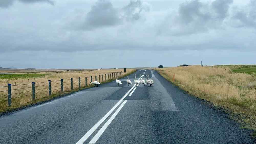 Swans crossing a rural road in Iceland Swans crossing a rural road in Iceland, showing the importance of animal collision coverage.