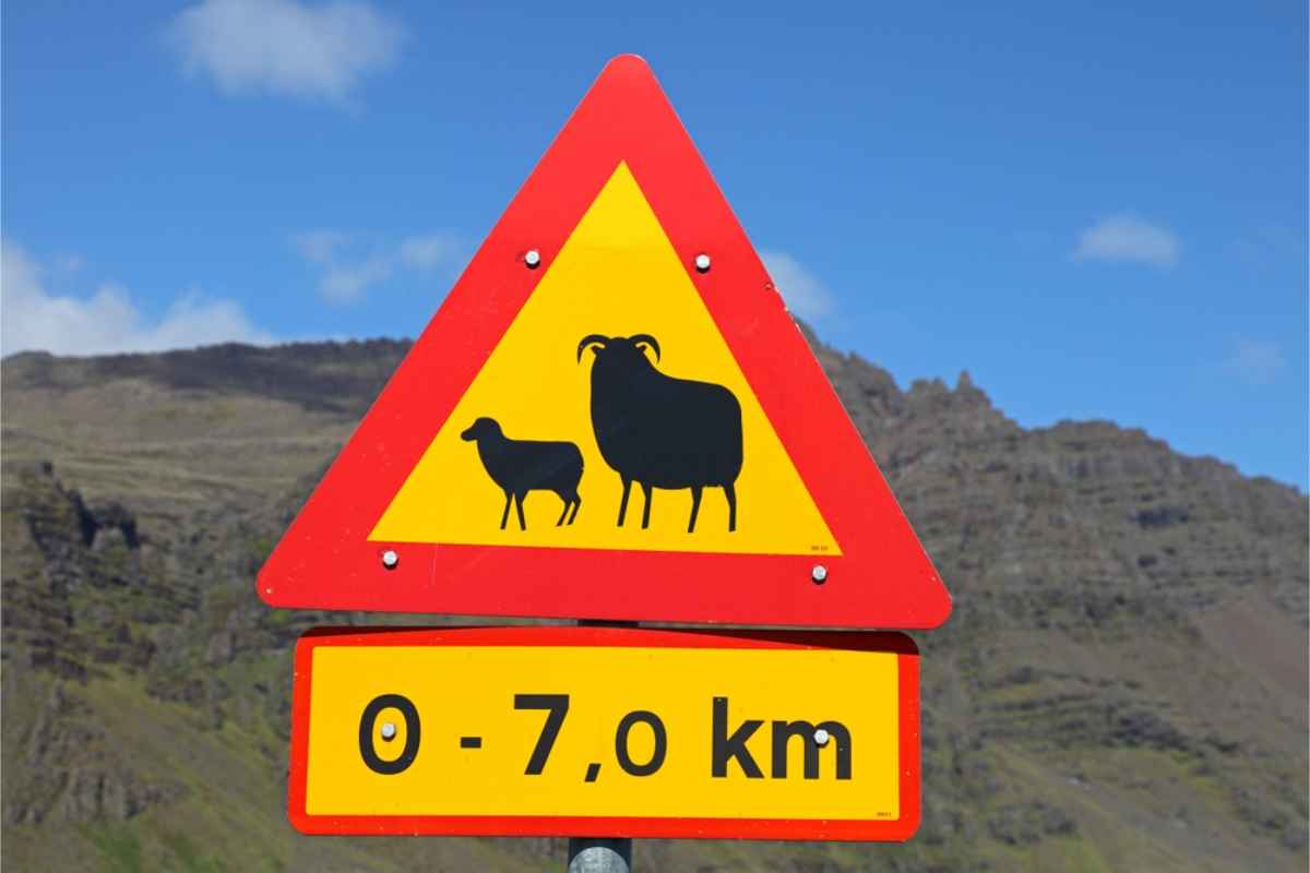 Se&ntilde;al de paso de ovejas en Islandia