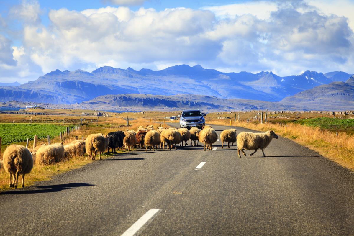 Conduire en Islande : traversée d'animaux Animaux se déplaçant librement sur une route islandaise pendant qu'une voiture grise tente de circuler.