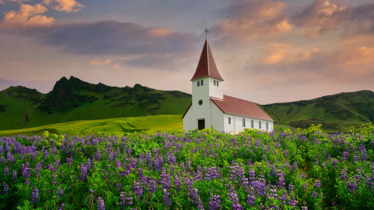 Weiße Kirche in Vík, umgeben von blühenden Lupinen, mit Bergen im Hintergrund.
