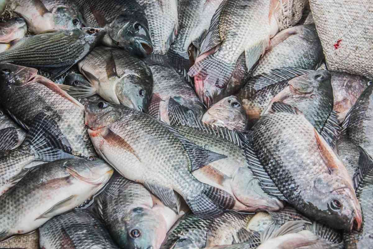 Pescado fresco islandés