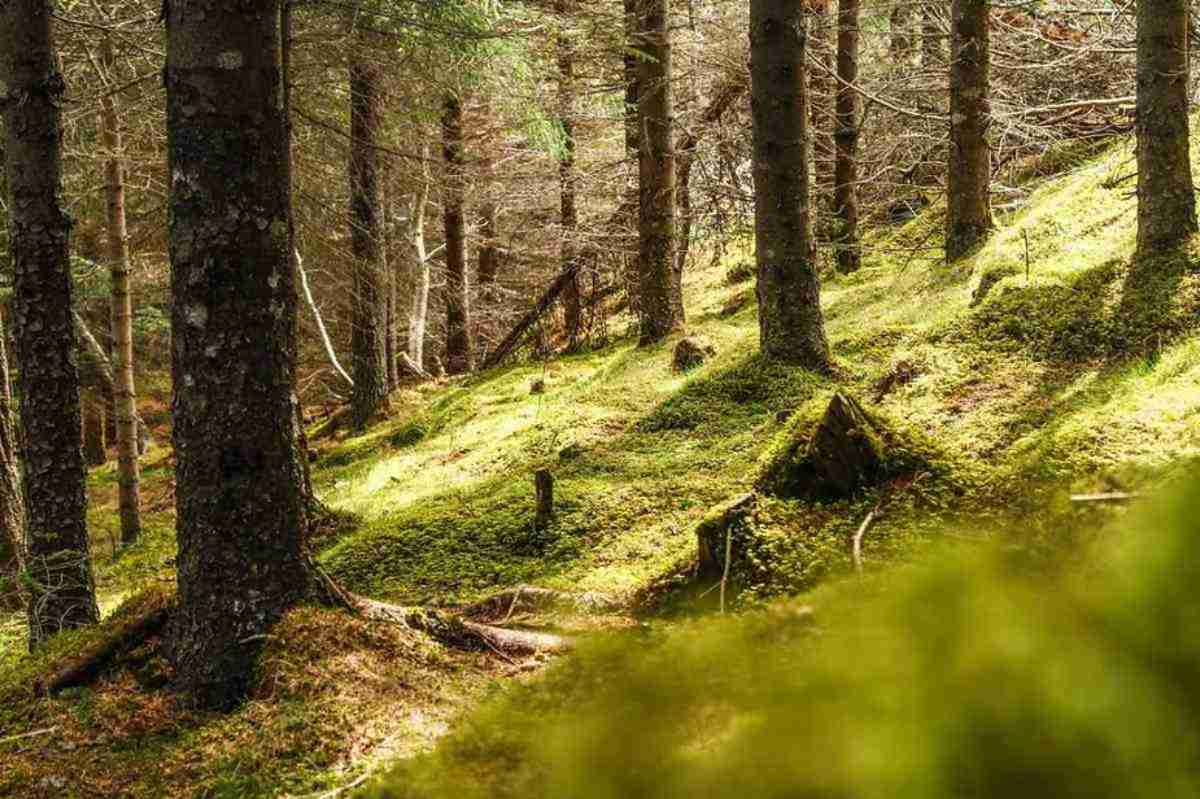 Bosques Islandeses