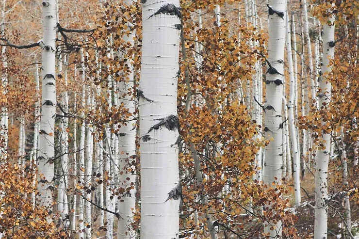 Un groupe de bouleaux blancs, leurs troncs élancés ornés de nuances sombres, entourés de feuilles d'automne dans des tons orangés et dorés.