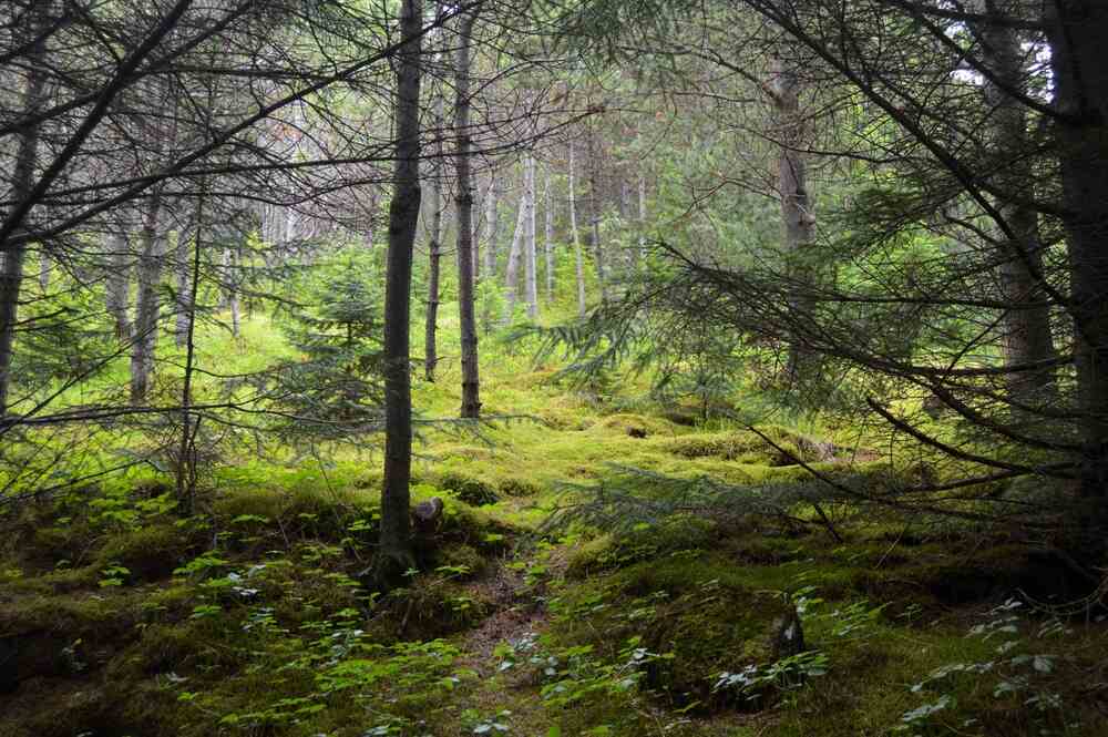 Tout ce que vous devez savoir sur les arbres en Islande