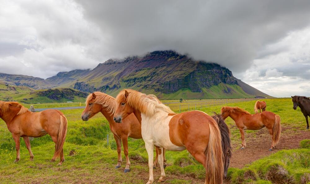 Animaux d'Islande : ce que vous pourriez apercevoir sur l'île