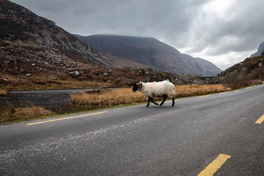 Un mouton marche seul au milieu d'une route bordée de montagnes sous un ciel nuageux, symbole des paysages ruraux.