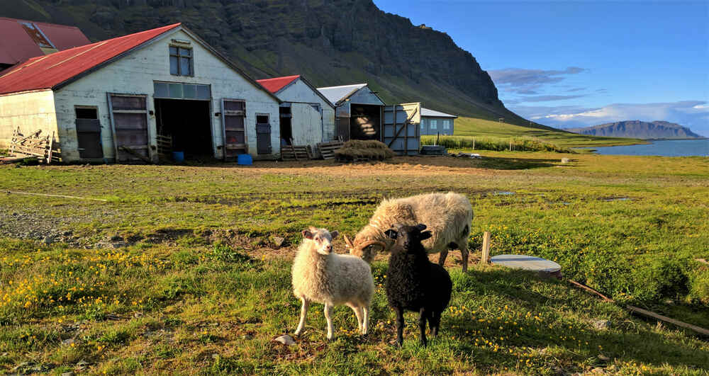 Une ferme islandaise rustique avec des moutons blancs et noirs broutant dans un champ verdoyant. À l'arrière-plan, on aperçoit des bâtiments agricoles en bois et la mer.