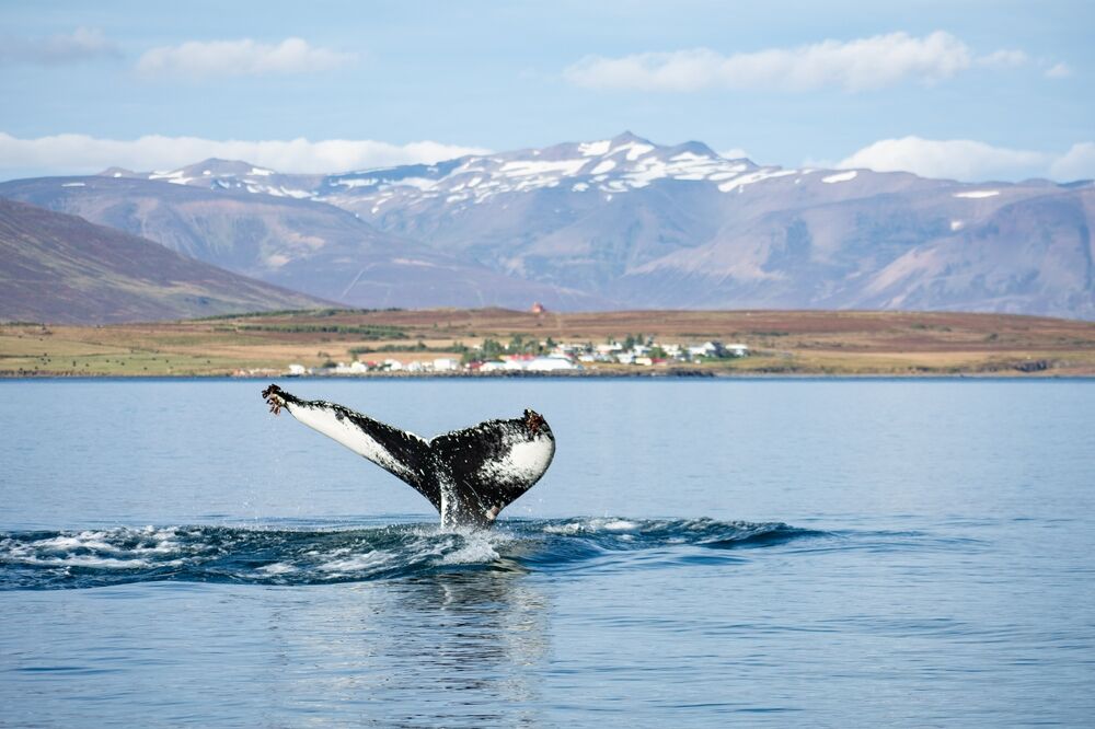 Queue d'une baleine émergeant de l'eau, avec en arrière-plan le paysage montagneux de la baie de Húsavík.