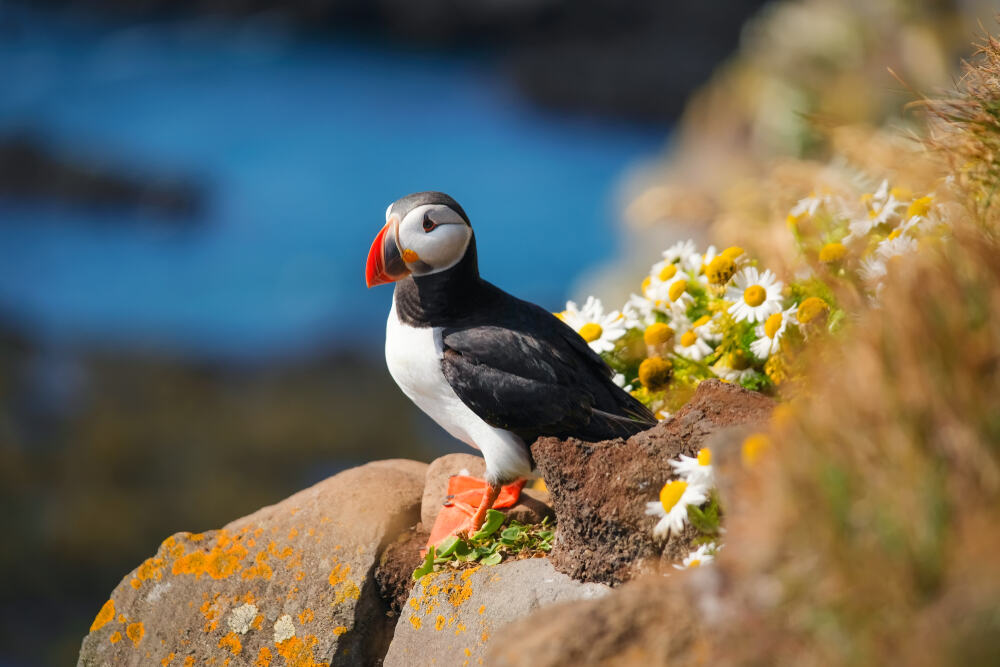 Un macareux moine sur un rocher couvert de mousse et de fleurs blanches et jaunes. L'oiseau a un bec coloré rouge-orange et regarde au loin vers la mer bleu éclatante.