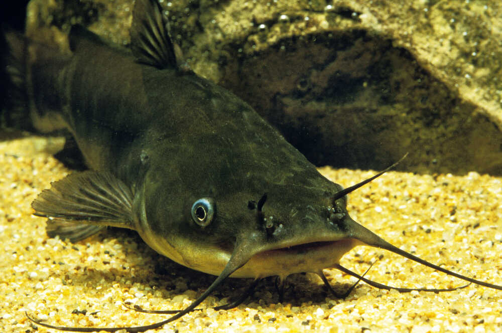 Un gros poisson-chat repose sur le sable du fond d'un lac ou d'une rivière. Il est noir avec des moustaches proéminentes qui lui donnent un aspect distinctif.