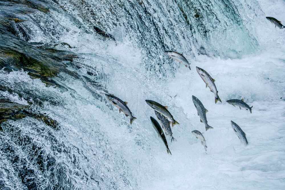 Groupe de saumons argentés sautant à contre-courant sur une cascade tumultueuse lors de leur remontée pour la reproduction.