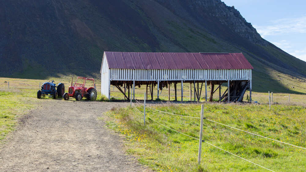 Hákarl : la viande de requin fermentée d'Islande