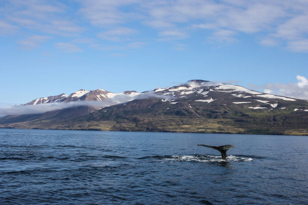 Une nageoire de baleine émergeant de l'eau au large de Dalvík, avec des montagnes enneigées à l'horizon.