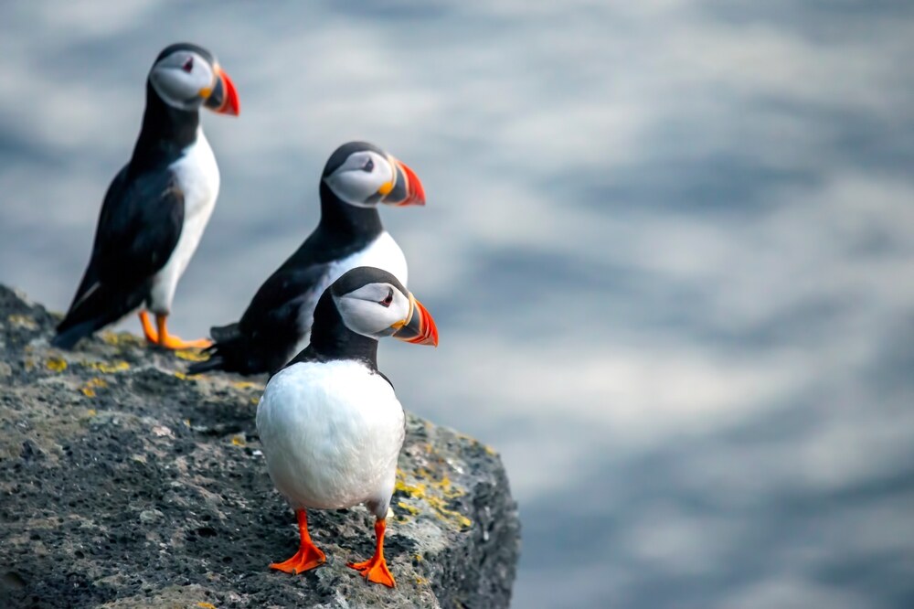 Trois macareux colorés aux becs orange se tiennent sur un rocher au bord de l'eau. L'arrière-plan flou montre des reflets argentés de la mer.