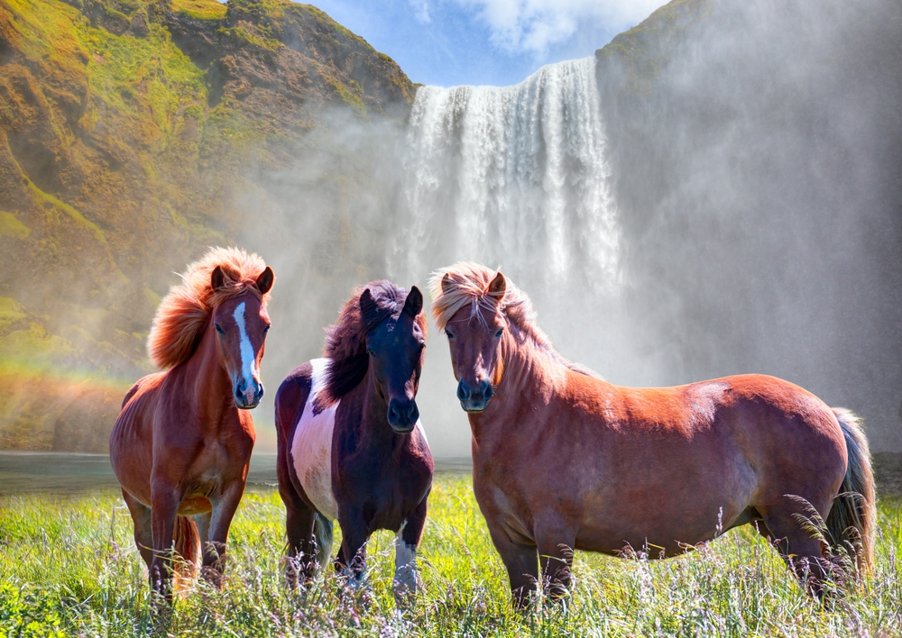 Le cheval islandais : un trésor national de l'Islande