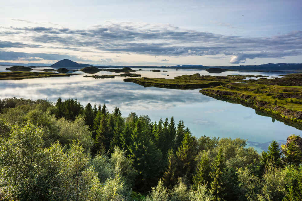 Tutto quello che c'è da sapere sugli alberi in Islanda