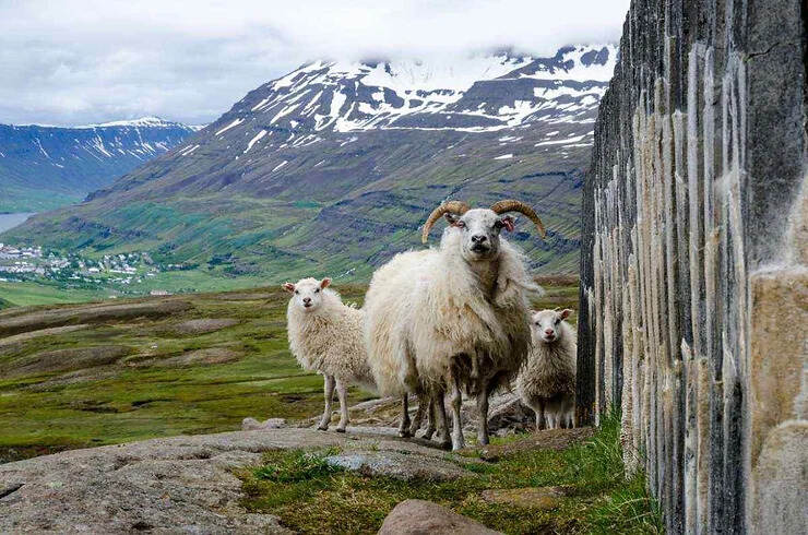 Un'immagine che mostra un gruppo di pecore islandesi, tipiche della fauna locale, con montagne innevate sullo sfondo.