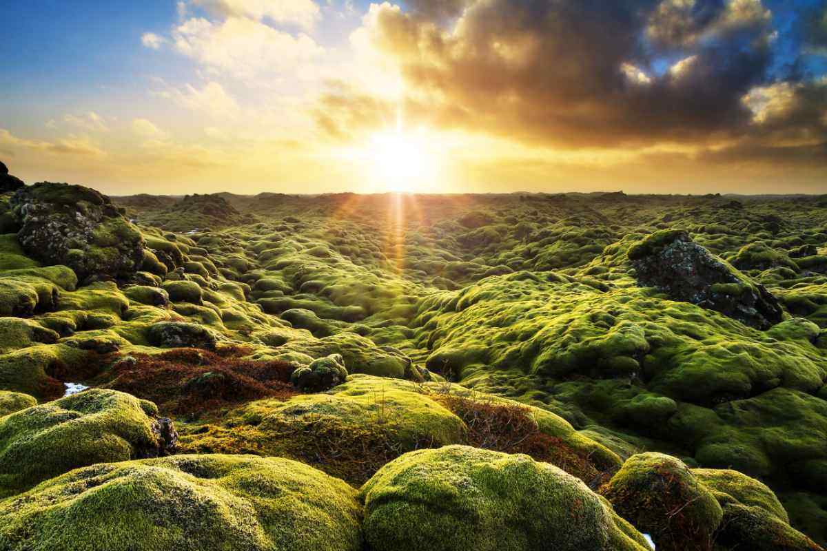 Campo di lava Eldhraun in Islanda coperto da soffice muschio verde, illuminato dalla luce calda del tramonto e circondato da un paesaggio vulcanico.